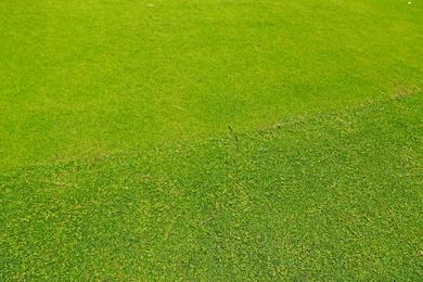 To Dream About Grass Dream Meaning And Interpretation